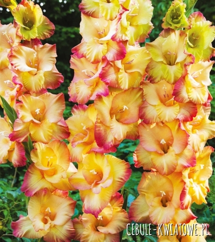 Gladiolus Mieczyk Wielkokwiatowy Shooter 5 szt.