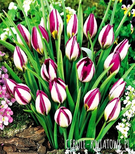 Tulipan Botaniczny Persian Pearl 5 szt.