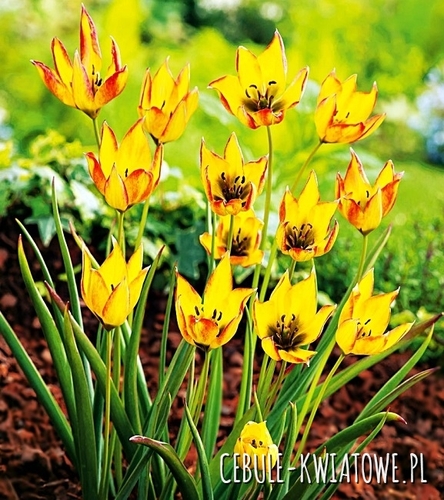 Tulipan Botaniczny Orphanidea Flava 5 szt.