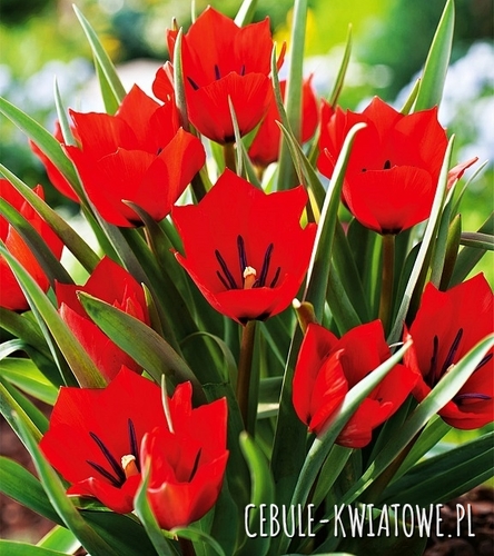 Tulipan Botaniczny Red Hunter 5 szt.