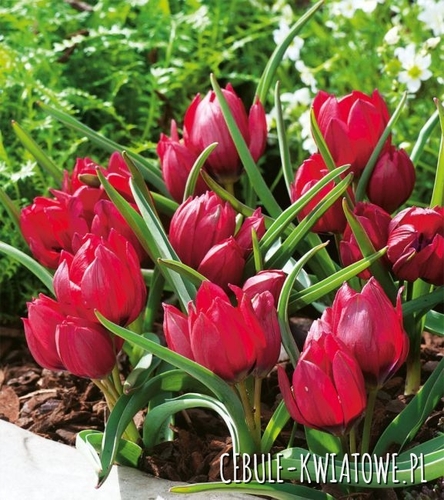 Tulipan Botaniczny Lilliput 5 szt.