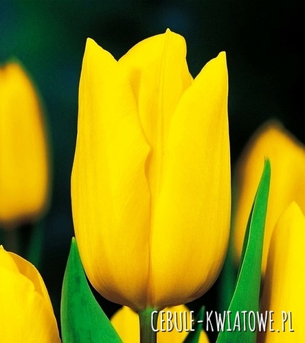 Tulipan na kwiat cięty Strong Gold 5 szt.