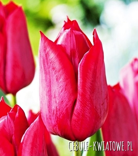 Tulipan na kwiat cięty Strong Love 5 szt.