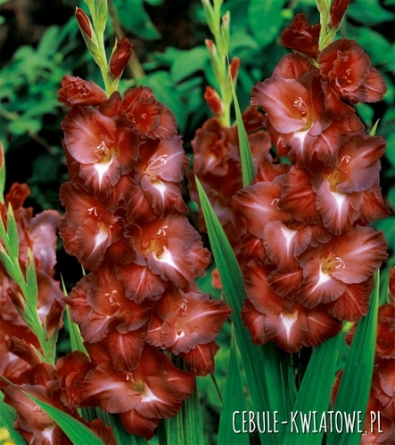 Gladiolus Mieczyk Wielkokwiatowy Chocolate 5 szt.