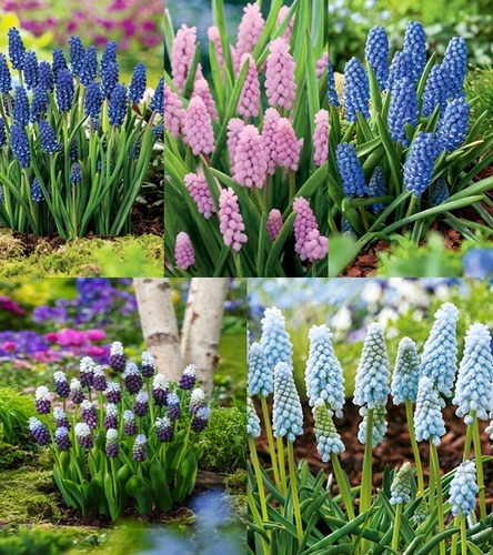 Zestaw Muscari - Szafirek 3