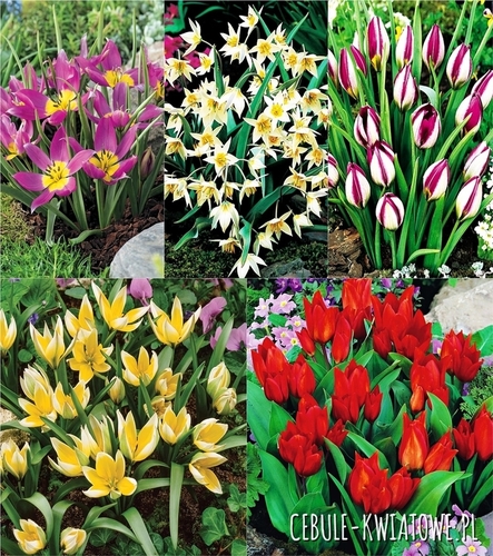 Zestaw Tulipan Botaniczny 1