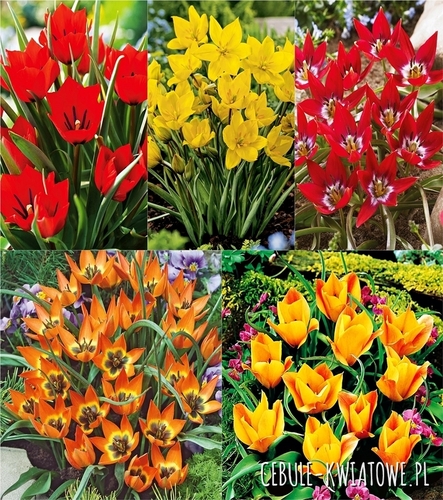 Zestaw Tulipan Botaniczny 3