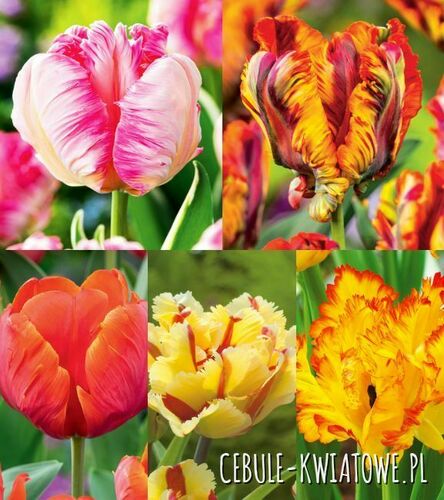 Zestaw Tulipan Papuzi 3