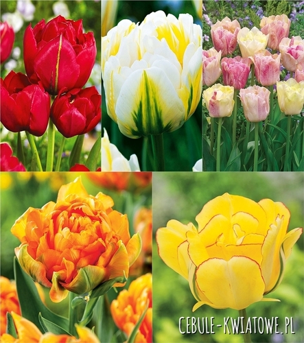 Zestaw Tulipan Pełny Dla Kolekcjonera