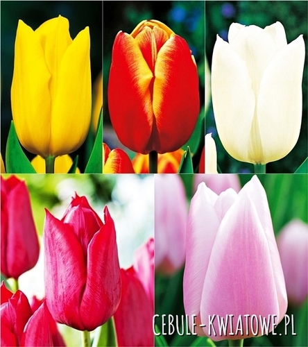 Zestaw Tulipan na kwiaty cięte 12/+