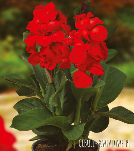 Canna Kanna Doniczkowa Niska Happy Carmen 1 szt.