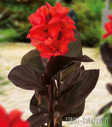 Canna Kanna Doniczkowa Niska Happy Julia 1 szt.