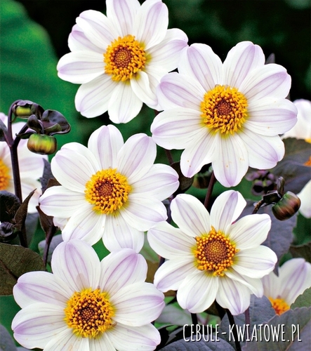 Dalia Ciemnolistna Bishop Of Dover 1 szt.