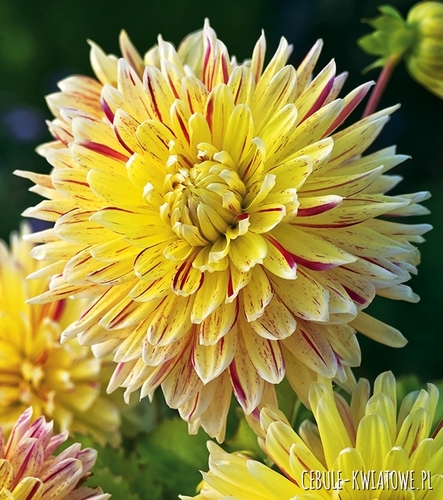 Dalia Dekoracyjna Cambridge 1 szt.