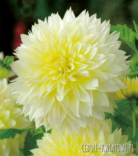 Dalia Strzępiasta Canary Fubuki 1 szt.