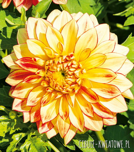 Dalia Dekoracyjna Lake Ontario 1 szt.