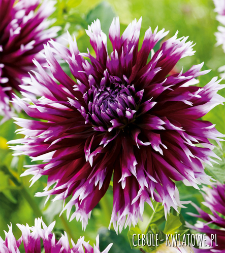 Dalia Dekoracyjna Alaune Clair Obscur 1 szt.