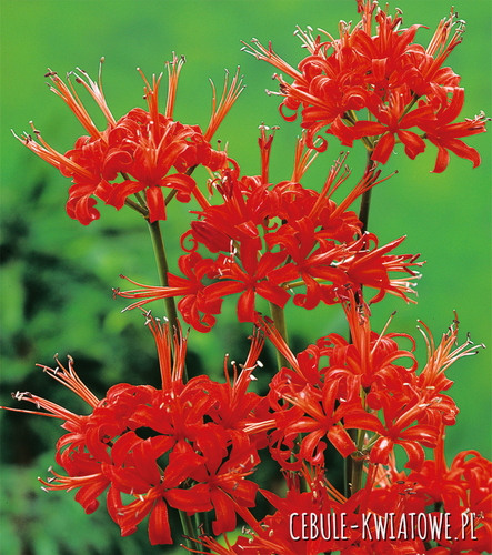 Nerine Mr John 1 szt.