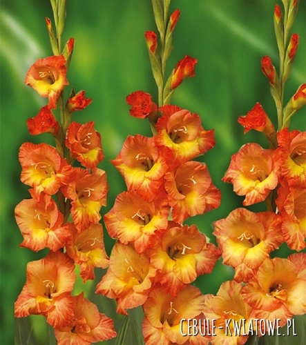 Gladiolus Mieczyk Wielkokwiatowy Olympic Flame 5 szt.