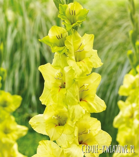 Gladiolus Mieczyk Wielkokwiatowy Prima Verde 5 szt.
