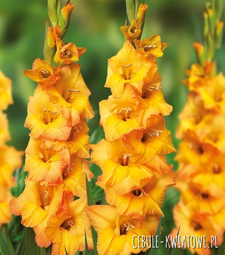 Gladiolus Mieczyk Wielkokwiatowy Roussel 5 szt.