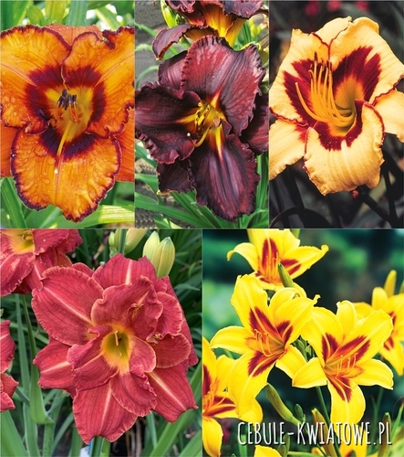 Zestaw Hemerocallis-Liliowiec 6 I wybór