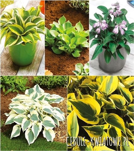 Zestaw Hosta-Funkia 5 I wybór