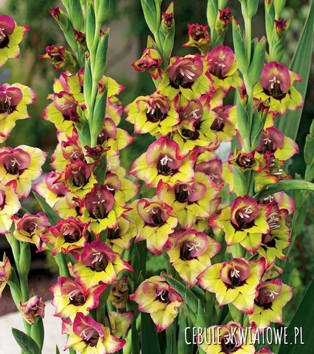 Gladiolus Mieczyk Drobnokwiatowy Flevo Cosmic 5 szt.