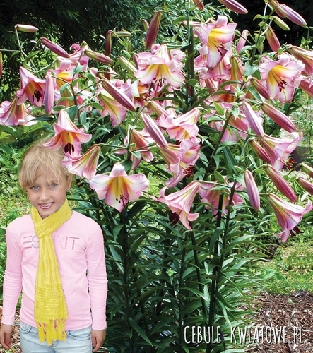 Lilia Drzewiasta Bejing Moon 1 SZT.