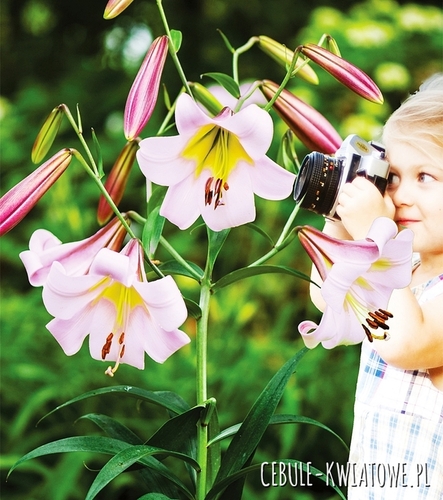 Lilia Drzewiasta Eastern Moon 1 szt