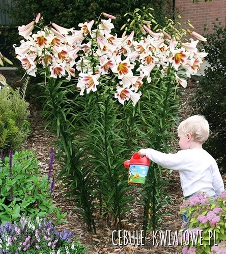 Lilia Drzewiasta Passion Moon 1 szt