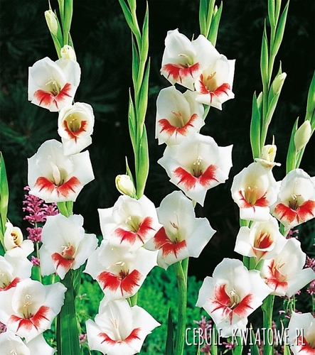 Gladiolus Mieczyk Drobnokwiatowy Japonica 5 szt.