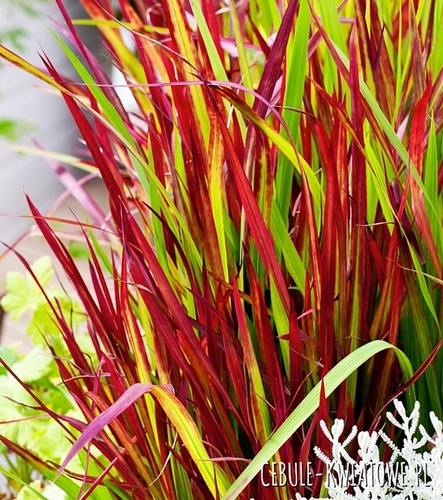 Imperata cylindryczna Imperata cylindrica Red Baron 1 szt.