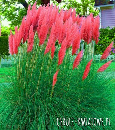 Trawa pampasowa różowa - Cortaderia Selloana 'Rose Plume' 1 szt.