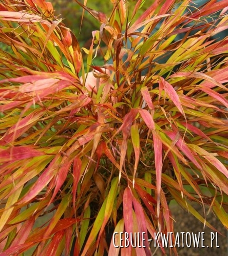 Trawa bambusowa - Hakonechloa macra 'Beni Kaze' 1 szt.