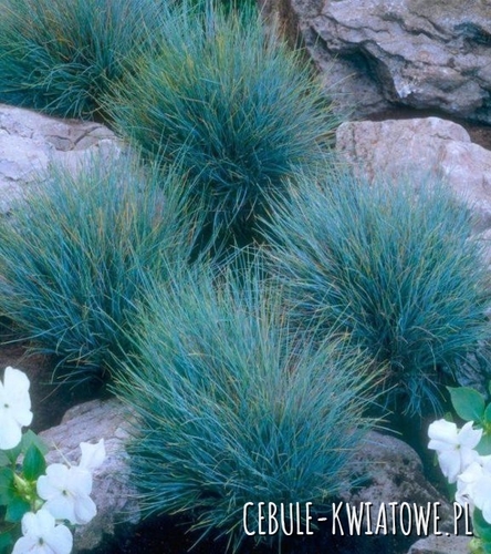 Kostrzewa sina - Festuca glauca 'Elijah Blue' 1 szt.