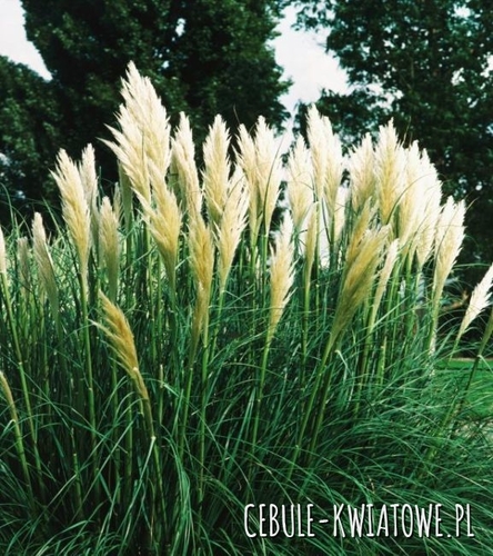 Miskant Chiński Miscanthus Kleine Fontane 1 szt.