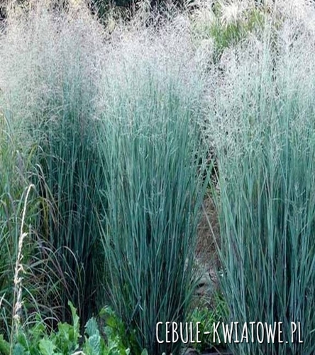 Proso Rózgowate - Panicum Heiliger hain 1 szt.