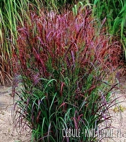 Proso rózgowate - Panicum Shenandoah sadzonka doniczka p9