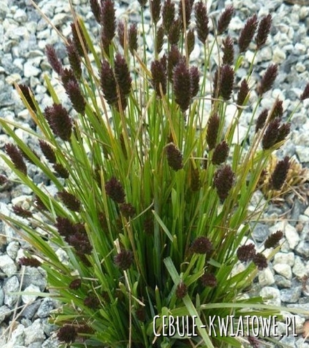 Sesleria Heufleriana Trawa Ozdobna - doniczka p9 1 szt.
