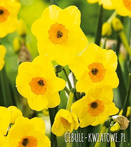 Narcyz Wielokwiatowy Golden Dawn 5 szt.