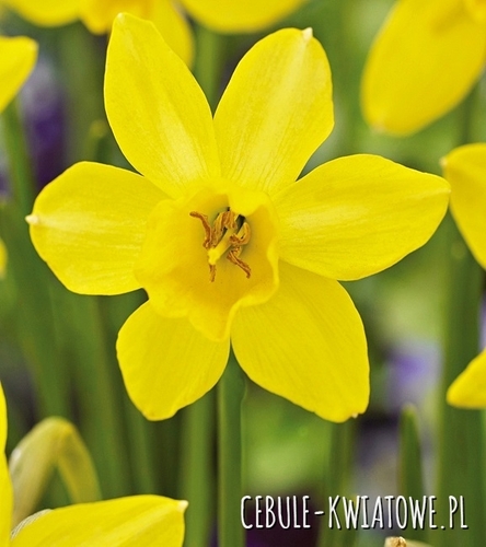 Narcyz Botaniczny Sailboat Lemon 5 szt.