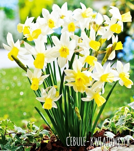 Narcyz Botaniczny Sailboat 5 szt.