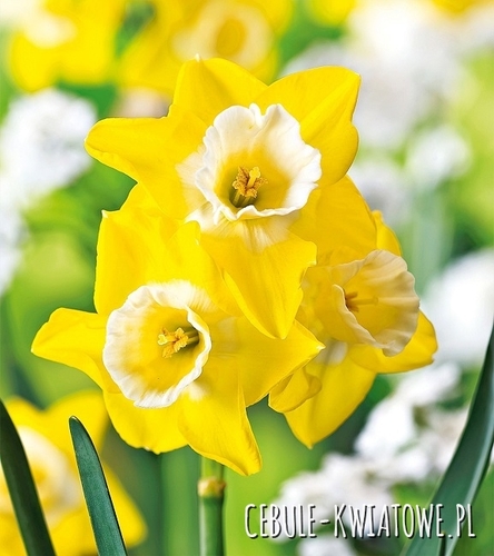 Narcyz Niski Hillstar 5 szt.