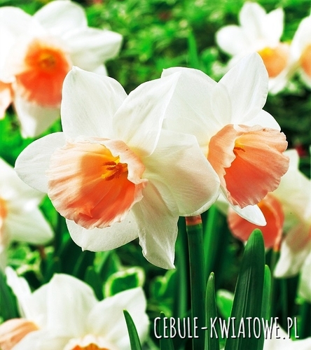 Narcyz Niski Katie Heath 5 szt.