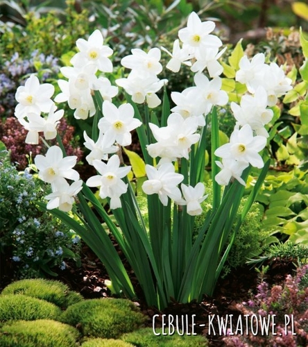 Narcyz Niski Rippling Waters 5 szt.