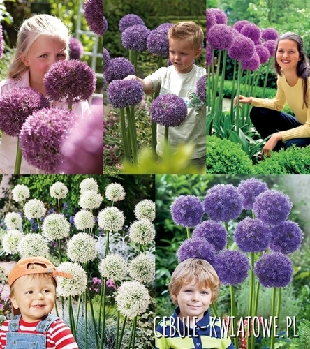 Zestaw Allium - Czosnek Ozdobny Dla Kolekcjonera