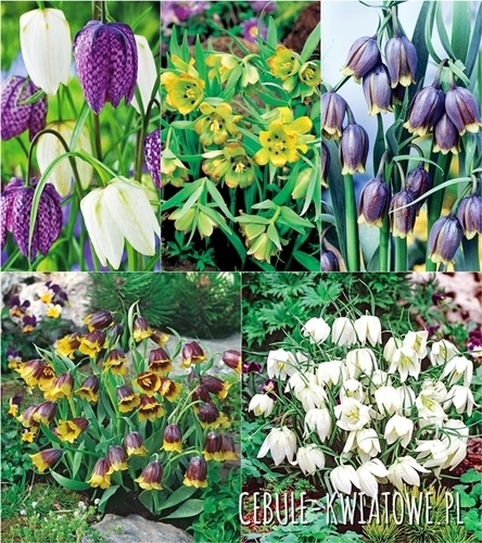 Zestaw Fritillaria - Korona Cesarska 2