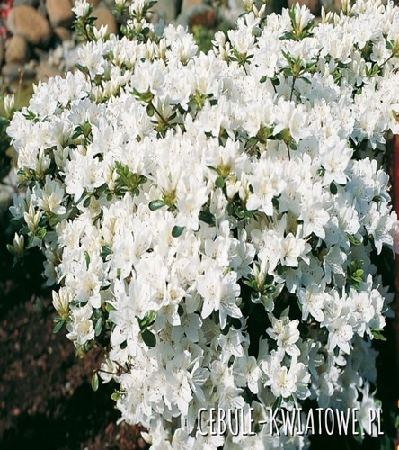 Azalia Japońska "Kermesina Alba" 1 szt.