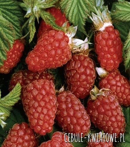 Malinojeżyna 1 szt.